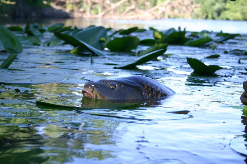 florian tanasa - 718222740140660608642059463027n.jpg